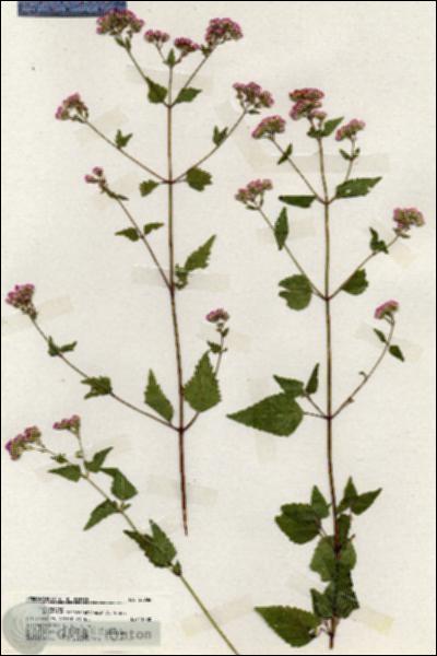 URN_catalog_HBHinton_herbarium_20036.jpg.jpg