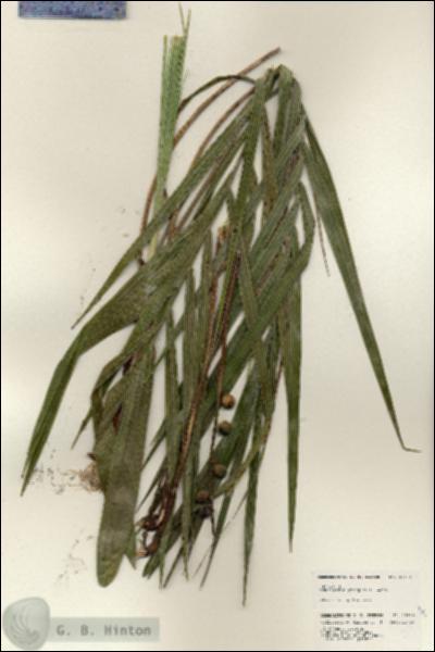 URN_catalog_HBHinton_herbarium_25114.jpg.jpg