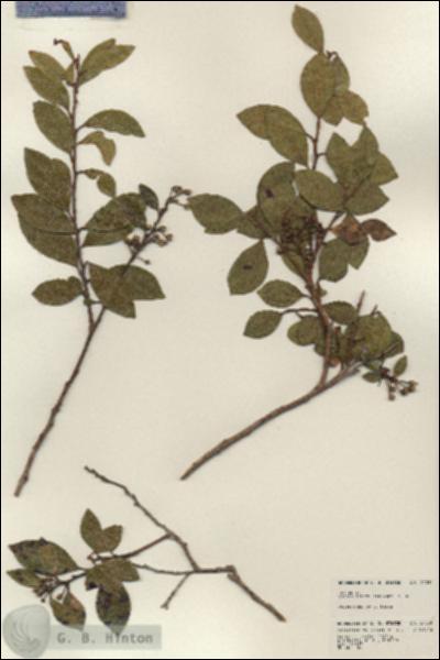 URN_catalog_HBHinton_herbarium_24030.jpg.jpg