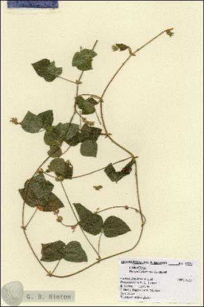 URN_catalog_HBHinton_herbarium_17797.jpg.jpg