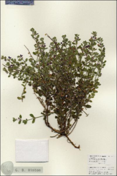 URN_catalog_HBHinton_herbarium_25935.jpg.jpg