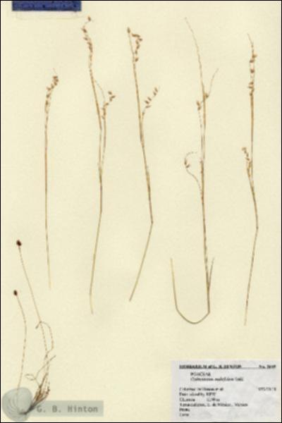 URN_catalog_HBHinton_herbarium_2645.jpg.jpg
