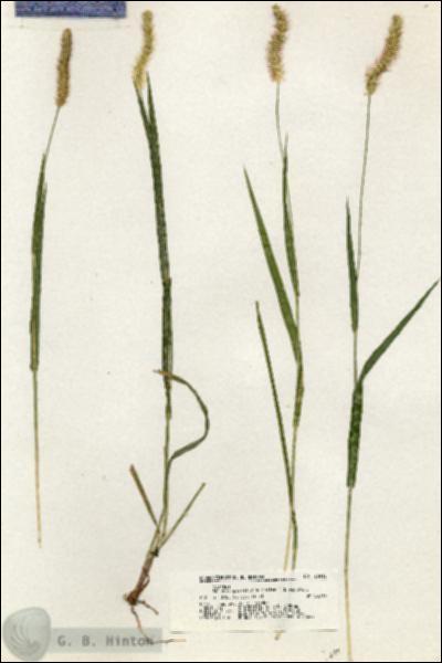 URN_catalog_HBHinton_herbarium_20912.jpg.jpg