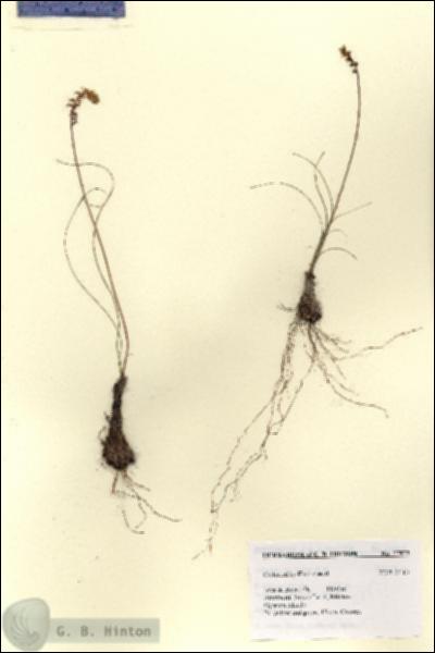 URN_catalog_HBHinton_herbarium_27873.jpg.jpg