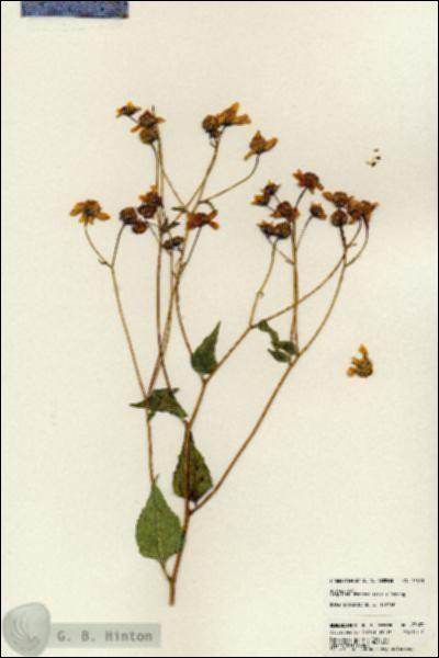 URN_catalog_HBHinton_herbarium_23653.jpg.jpg