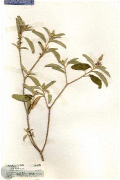 URN_catalog_HBHinton_herbarium_19956.jpg.jpg
