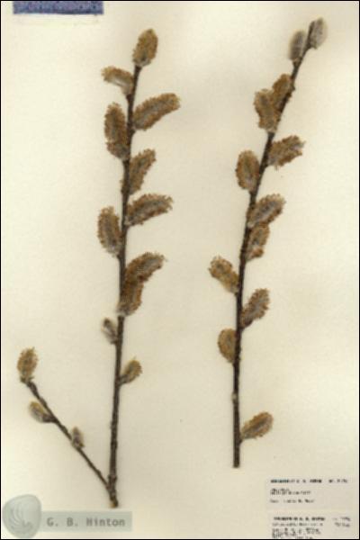 URN_catalog_HBHinton_herbarium_22754.jpg.jpg