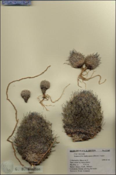URN_catalog_HBHinton_herbarium_27349.jpg.jpg
