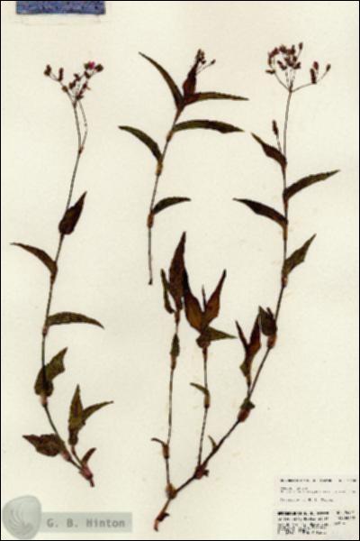 URN_catalog_HBHinton_herbarium_24401.jpg.jpg