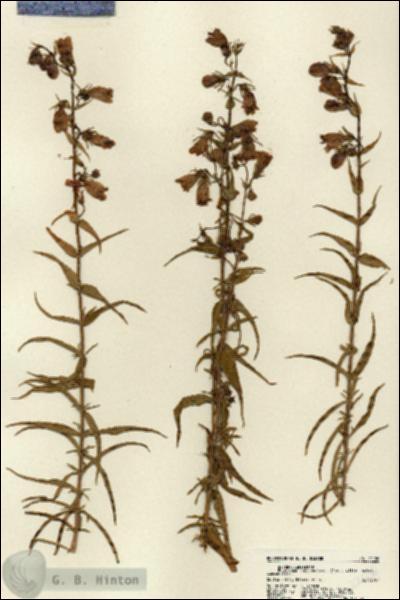 URN_catalog_HBHinton_herbarium_22126.jpg.jpg