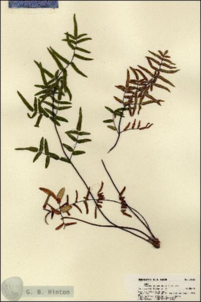 URN_catalog_HBHinton_herbarium_21923.jpg.jpg