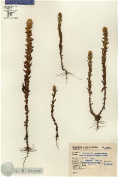 URN_catalog_HBHinton_herbarium_3044.jpg.jpg