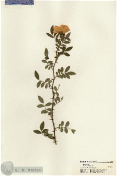 URN_catalog_HBHinton_herbarium_21711.jpg.jpg