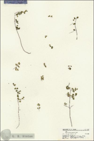 URN_catalog_HBHinton_herbarium_21597.jpg.jpg