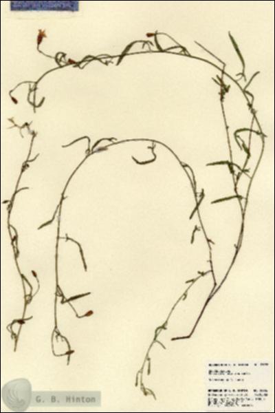 URN_catalog_HBHinton_herbarium_21926.jpg.jpg