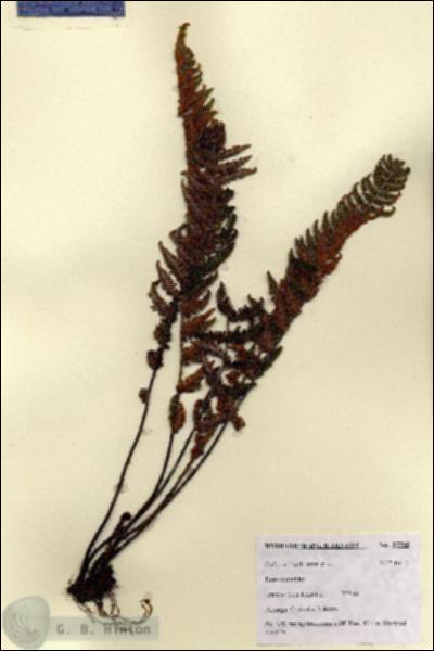 URN_catalog_HBHinton_herbarium_27795.jpg.jpg