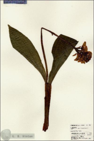URN_catalog_HBHinton_herbarium_22961.jpg.jpg