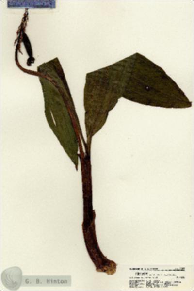 URN_catalog_HBHinton_herbarium_21285.jpg.jpg