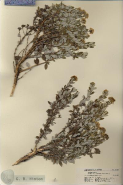URN_catalog_HBHinton_herbarium_21588.jpg.jpg