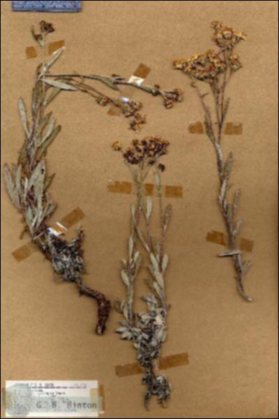URN_catalog_HBHinton_herbarium_18316.jpg.jpg