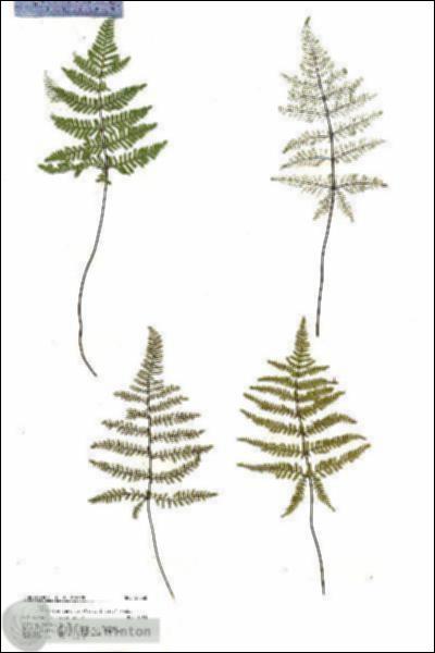 URN_catalog_HBHinton_herbarium_20060.jpg.jpg