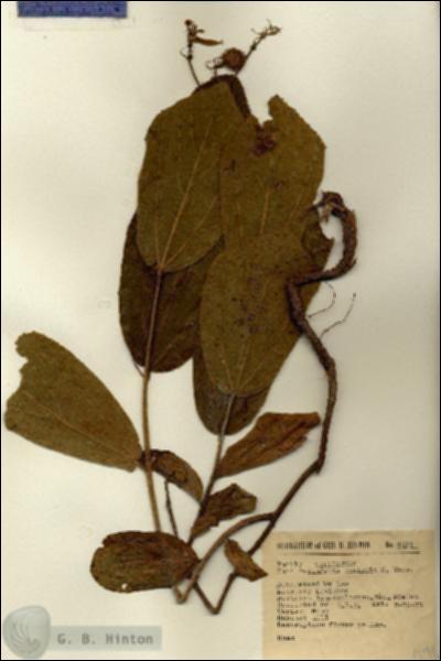 URN_catalog_HBHinton_herbarium_4591.jpg.jpg