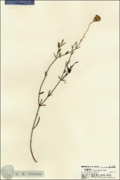 URN_catalog_HBHinton_herbarium_22155.jpg.jpg