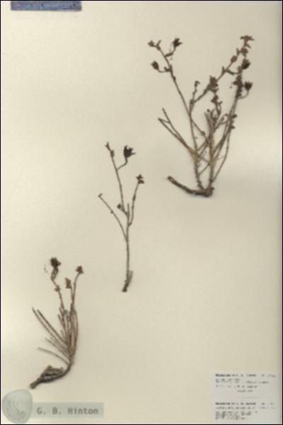 URN_catalog_HBHinton_herbarium_27010.jpg.jpg