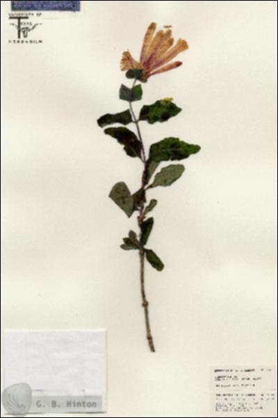 URN_catalog_HBHinton_herbarium_25425.jpg.jpg