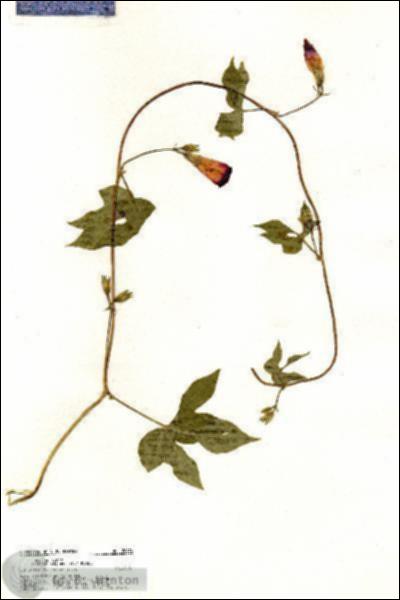 URN_catalog_HBHinton_herbarium_20474.jpg.jpg