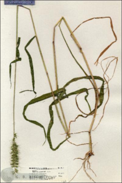 URN_catalog_HBHinton_herbarium_20851.jpg.jpg
