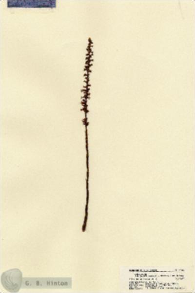 URN_catalog_HBHinton_herbarium_21565.jpg.jpg