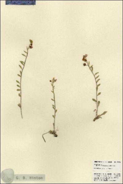 URN_catalog_HBHinton_herbarium_21904.jpg.jpg