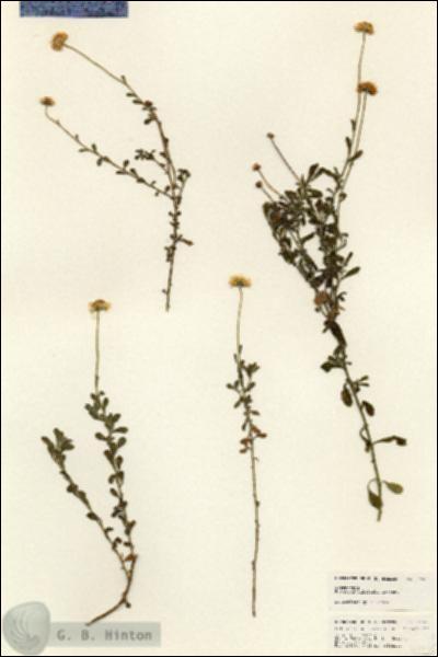 URN_catalog_HBHinton_herbarium_24949.jpg.jpg