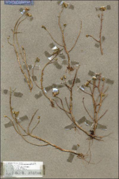 URN_catalog_HBHinton_herbarium_18994.jpg.jpg