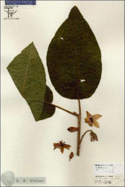 URN_catalog_HBHinton_herbarium_26719.jpg.jpg