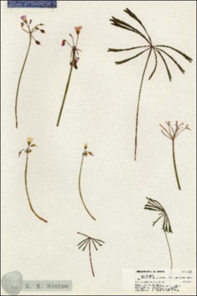URN_catalog_HBHinton_herbarium_21033.jpg.jpg