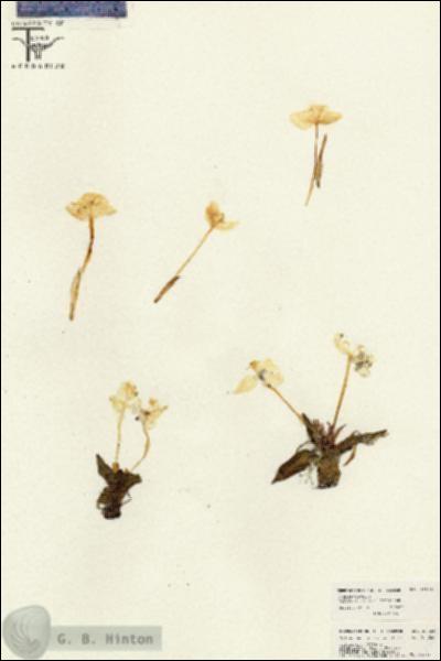 URN_catalog_HBHinton_herbarium_26584.jpg.jpg
