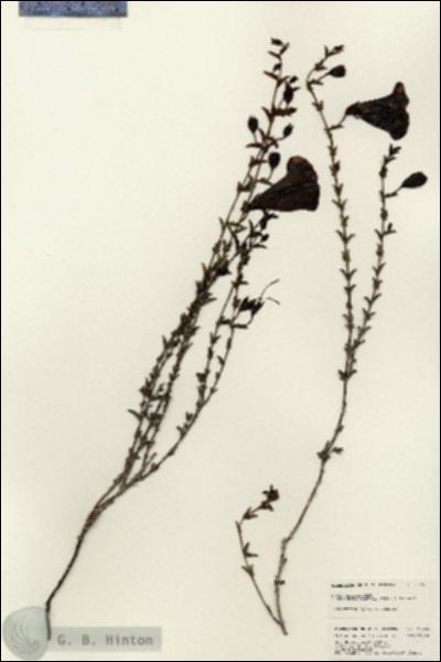 URN_catalog_HBHinton_herbarium_25496.jpg.jpg