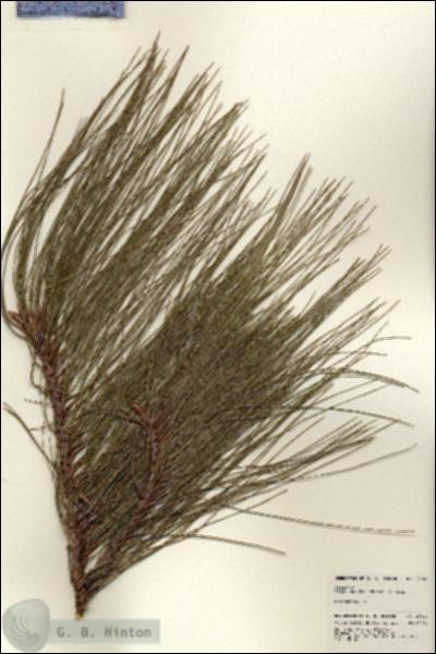 URN_catalog_HBHinton_herbarium_24025.jpg.jpg