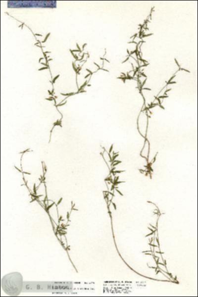 URN_catalog_HBHinton_herbarium_20414.jpg.jpg