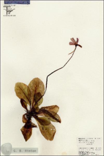 URN_catalog_HBHinton_herbarium_26377.jpg.jpg