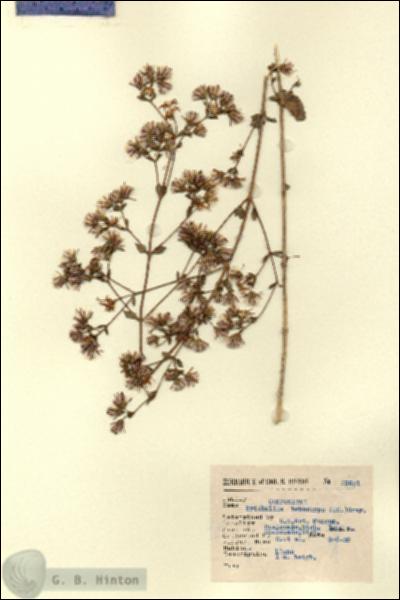 URN_catalog_HBHinton_herbarium_13601.jpg.jpg