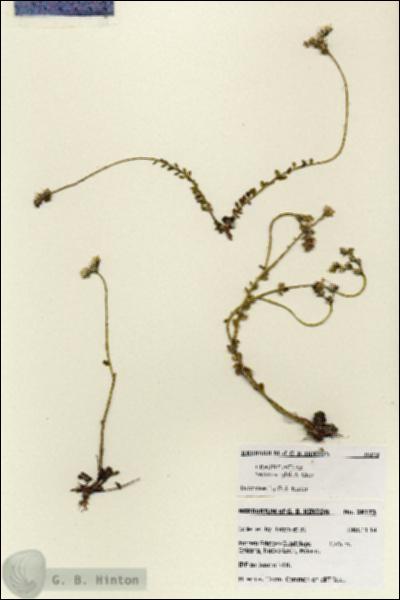 URN_catalog_HBHinton_herbarium_28173.jpg.jpg