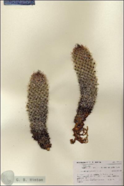 URN_catalog_HBHinton_herbarium_27143.jpg.jpg