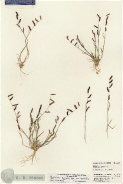 URN_catalog_HBHinton_herbarium_23029.jpg.jpg