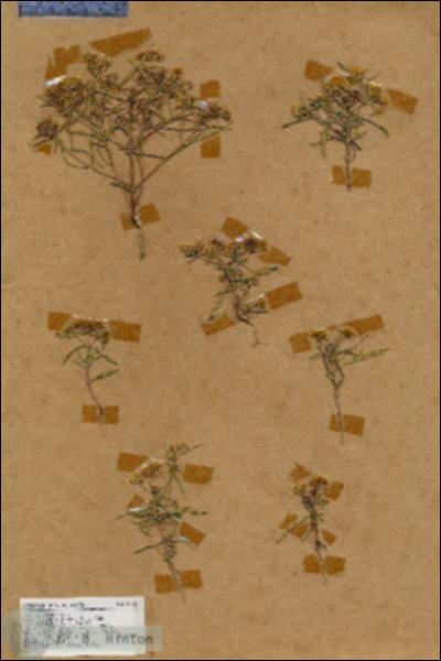 URN_catalog_HBHinton_herbarium_18068.jpg.jpg