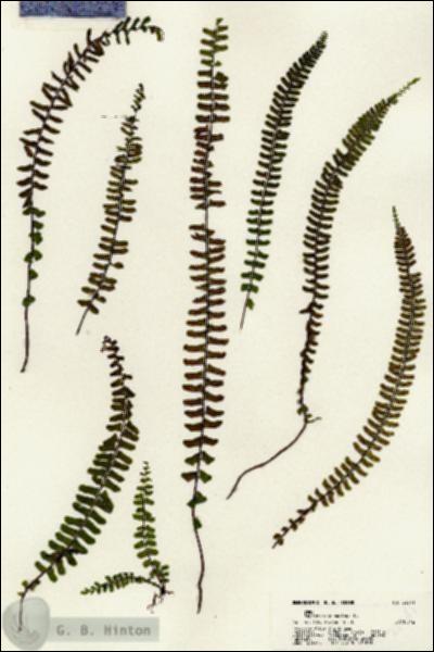 URN_catalog_HBHinton_herbarium_22541.jpg.jpg