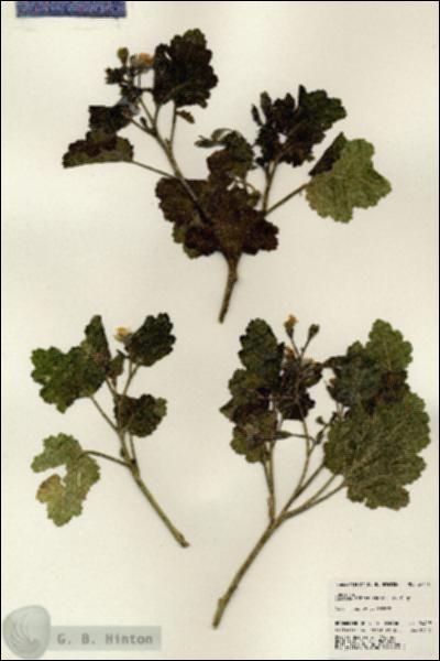 URN_catalog_HBHinton_herbarium_24418.jpg.jpg