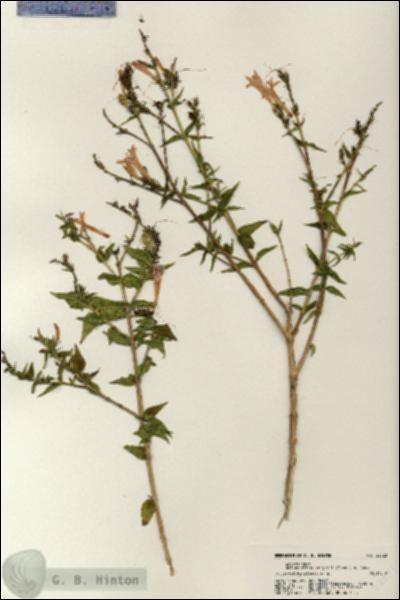 URN_catalog_HBHinton_herbarium_22523.jpg.jpg